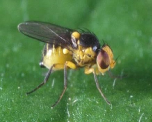 美洲斑潜蝇,液体水溶肥