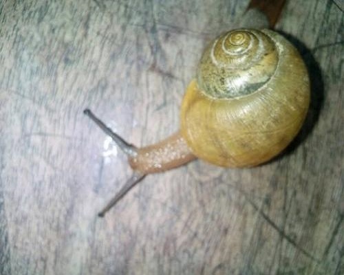 同型巴蜗牛,冲施肥