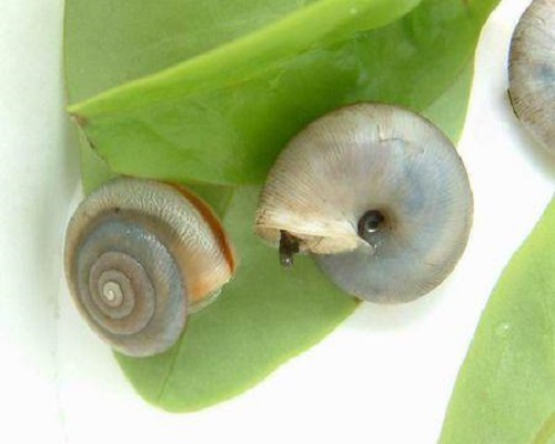 同型巴蜗牛,叶面肥