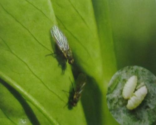豌豆彩潜蝇,水溶肥价格
