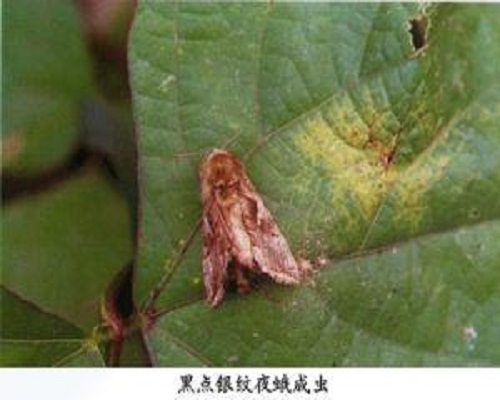 银纹夜蛾,水溶肥生产厂家 银纹夜蛾,水溶肥生产厂家