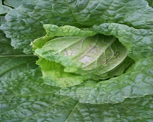 白菜缺钙,大量元素水溶肥