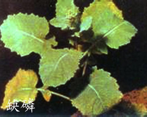 白菜缺磷,水溶肥价格