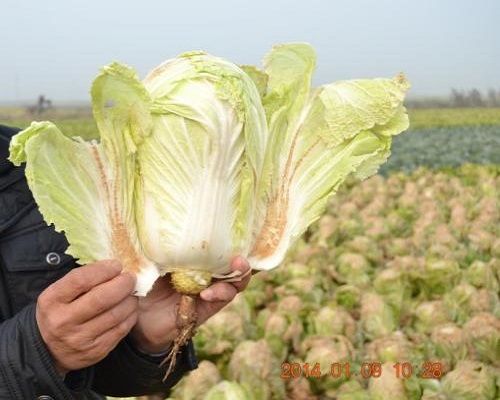 白菜缺镁,国产最好的水溶肥牌子