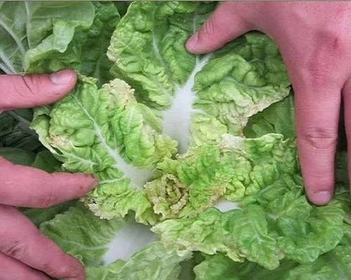 白菜缺锌,水溶肥厂批发