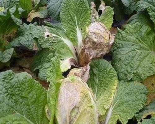 白菜缺锰,进口冲施肥 白菜缺锰,进口冲施肥