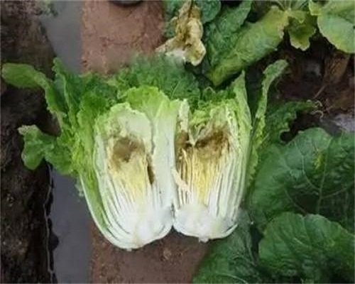 白菜缺锰,氨基酸水溶肥