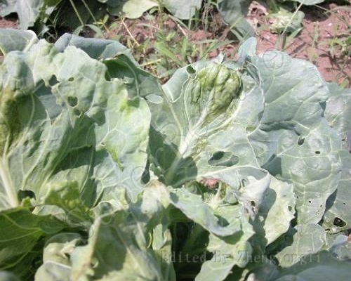 白菜缺钼,大量元素水溶肥 白菜缺钼,大量元素水溶肥