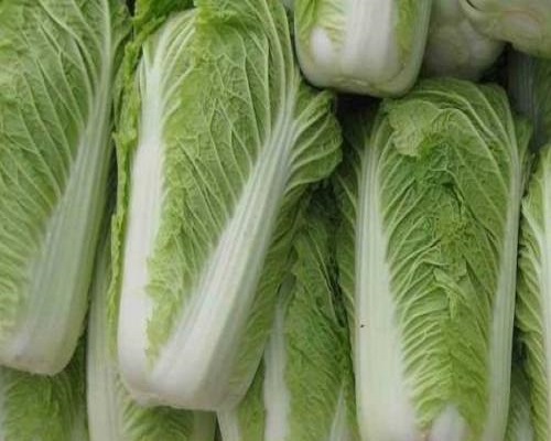 夏白菜,水溶冲施肥