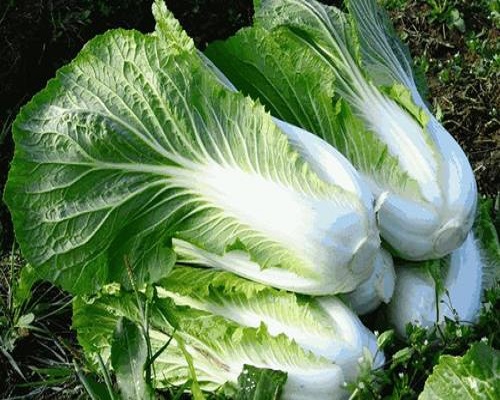 白菜药害,冲施肥