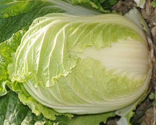 白菜药害,叶面肥