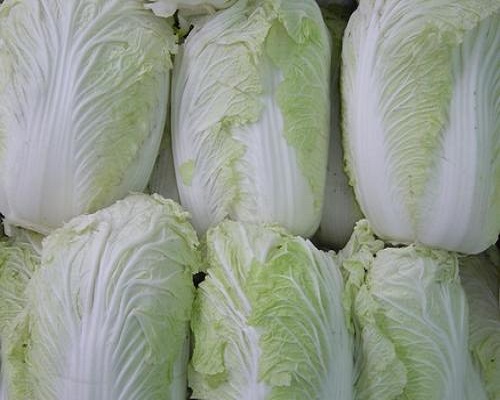 白菜冻害,最好的叶面肥