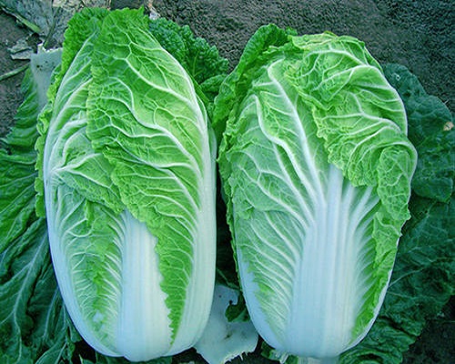 白菜冻害,水溶肥价格 白菜冻害,水溶肥价格