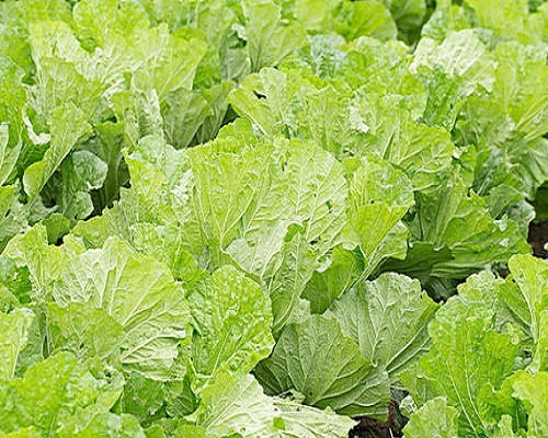 白菜沤根,