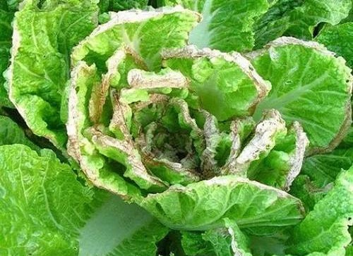 白菜干烧心病,冲施肥价格