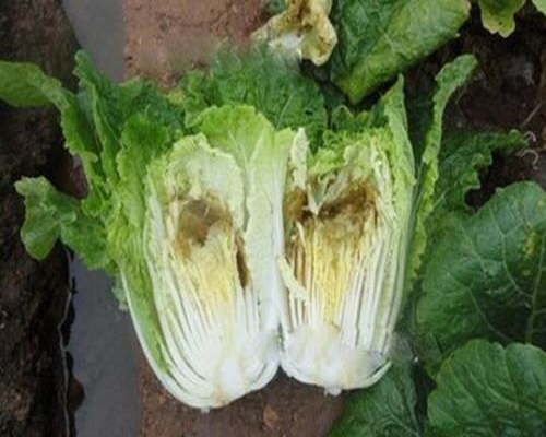 白菜干烧心病,水溶肥价格