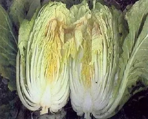 白菜干烧心病,水溶肥厂家