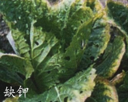 白菜缺钾症,叶面喷施肥