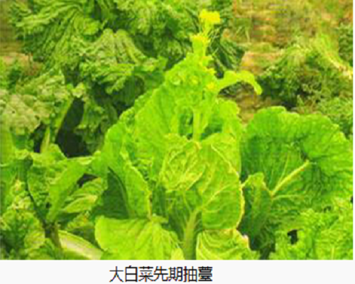 白菜先期抽薹,冲施肥生产厂家