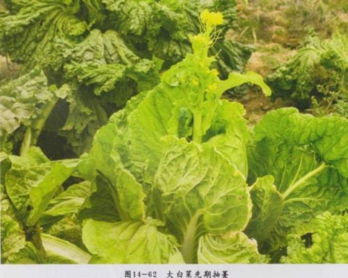 白菜先期抽薹,果树叶面肥 白菜先期抽薹,果树叶面肥