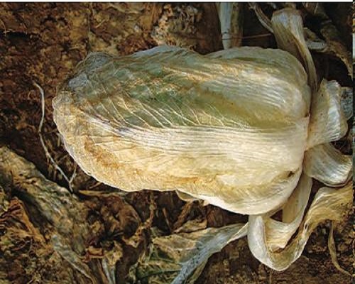 白菜冻害,水溶肥配方