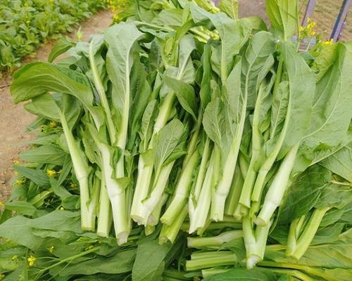 白菜黄叶,进口冲施肥