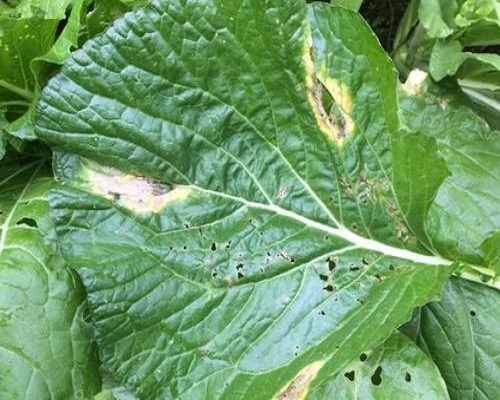 白菜氨害,腐植酸水溶肥厂家