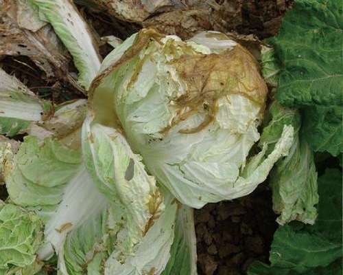 白菜烂疙瘩,大量元素水溶肥 白菜烂疙瘩,大量元素水溶肥