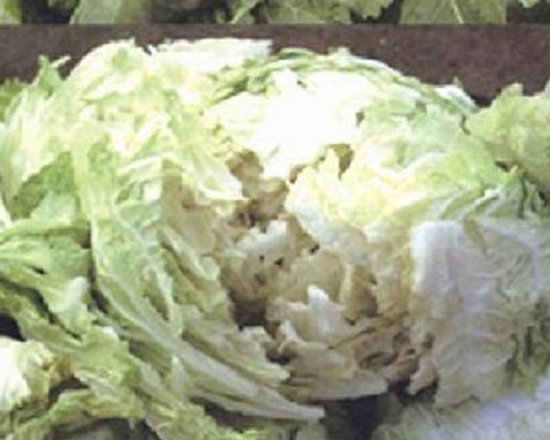 白菜裂球,进口叶面肥