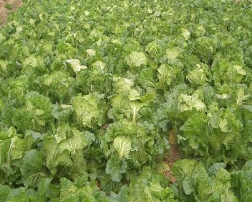 白菜裂球,水溶冲施肥 白菜裂球,水溶冲施肥