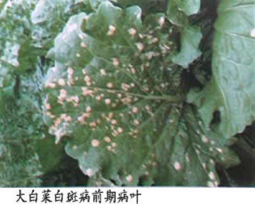 白菜白斑病叶片穿孔,水溶肥设备厂家