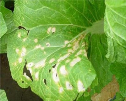 白菜白斑病叶片穿孔,有机水溶肥 白菜白斑病叶片穿孔,有机水溶肥