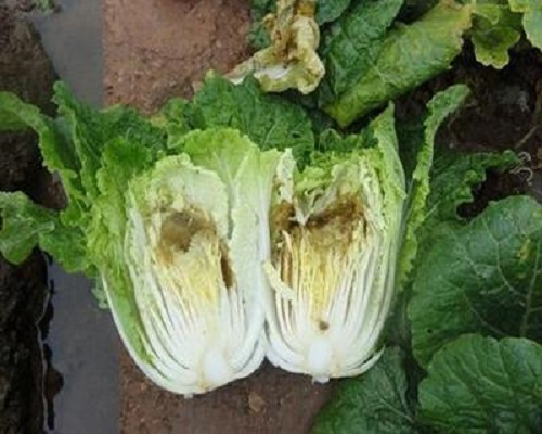 白菜干烧心,保花保果叶面肥