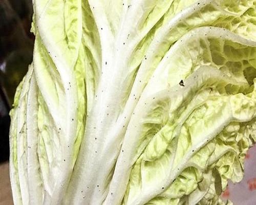 白菜叶片小黑点,叶面肥厂家批发