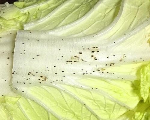 白菜叶片小黑点,水溶肥批发