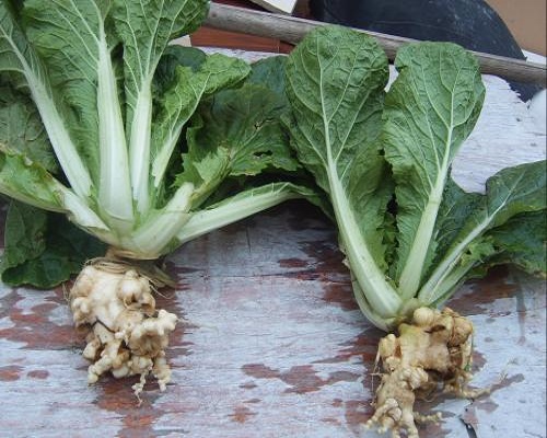 白菜根肿病,喷施叶面肥