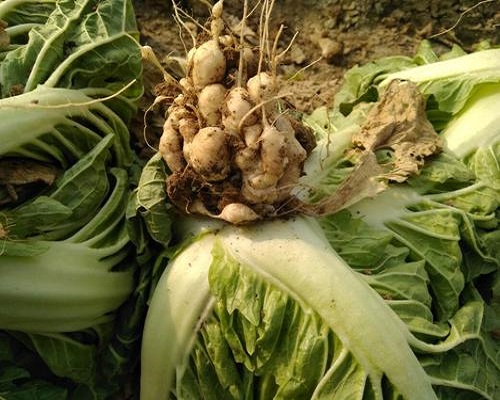 白菜根肿病,进口叶面肥 白菜根肿病,进口叶面肥