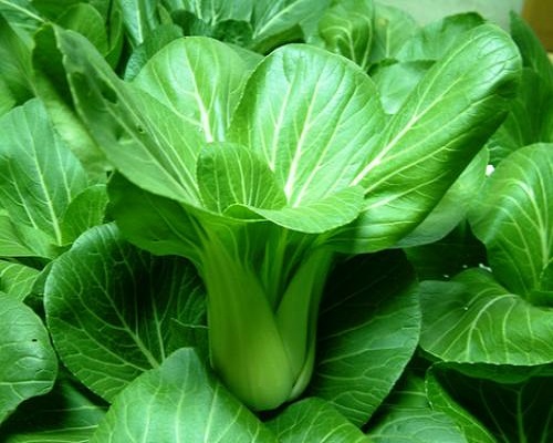 65青梗菜,河南水溶肥厂家