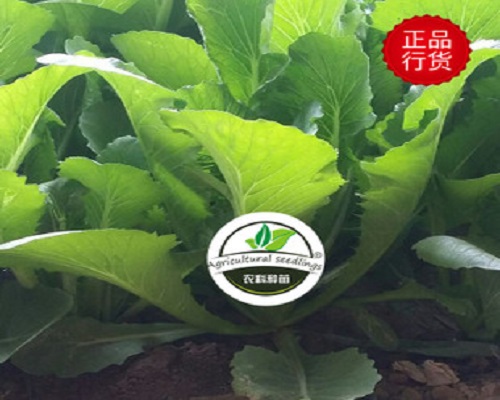 浙白3号,冲施肥配方
