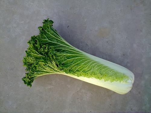 珍绿80,增产叶面肥