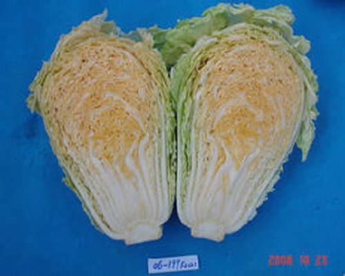 天正橘红58,水溶肥厂家