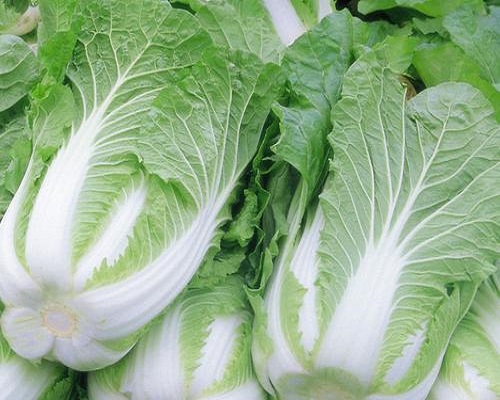 早皇白菜,有机冲施肥