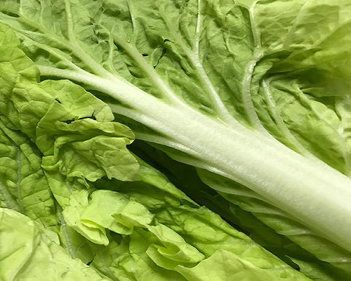 早皇白菜,冲施肥厂家