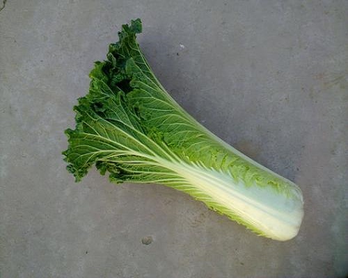 秋绿75,水溶肥配方