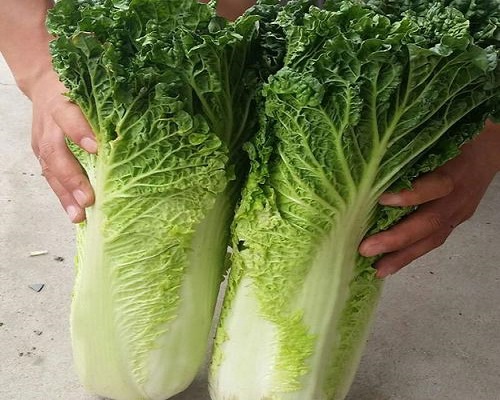秋绿75,水溶肥生产厂家