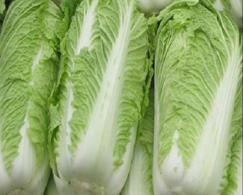 青麻叶白菜,液体水溶肥