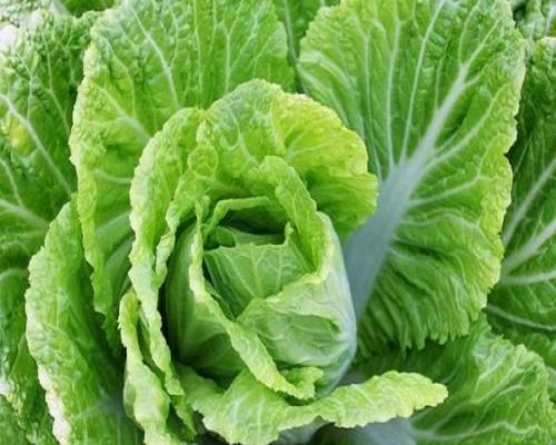 秋冬白菜,蔬菜叶面肥