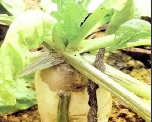 白绢病,冲施肥价格