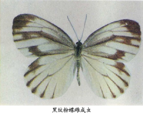 黑纹粉蝶,叶面肥价格