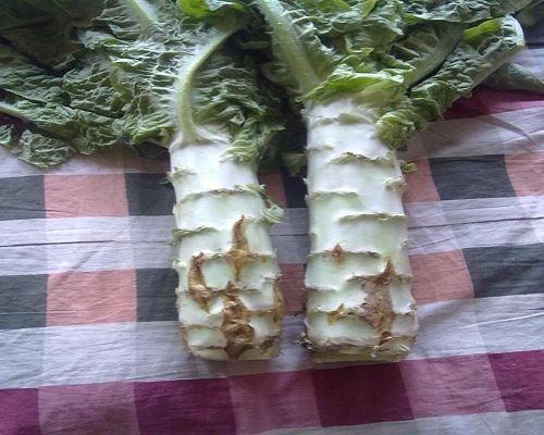 莴笋裂茎,果蔬冲施肥